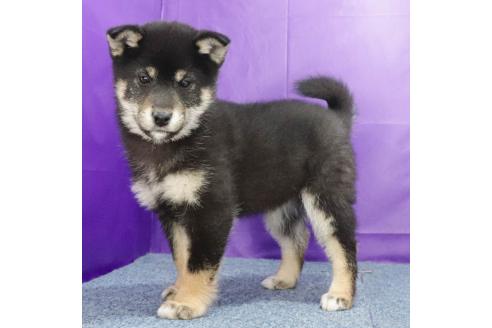 成約済の愛知県の柴犬-365003の4枚目